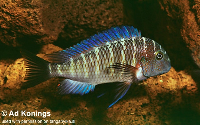 Tropheus moorii 'Cape Chaitika'